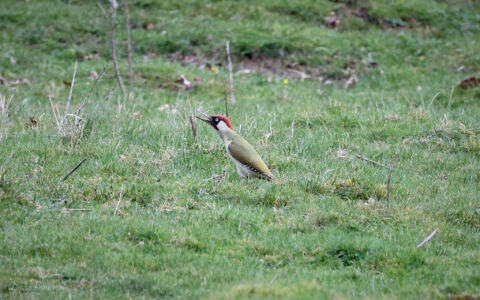 Green Woodpecker at Bishops Park, 11th April 2024