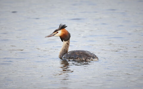 Great Crested Grebe at Escomb, 12th April 2024