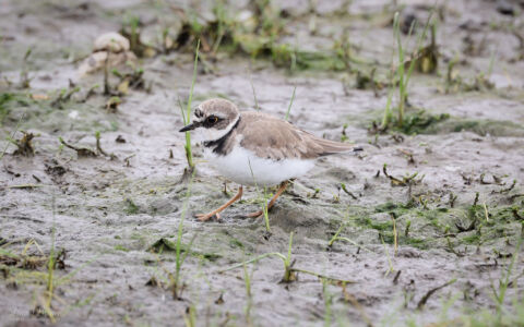 Little Ringed Plover at Saltholme, 19th May 2024.