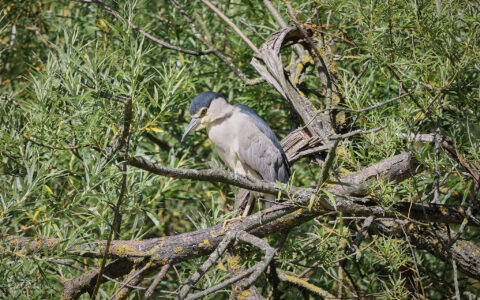 Black-crowned Night Heron at Marden Quarry, 16th July 2025.