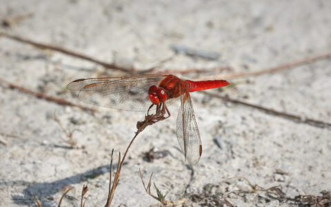 Scarlet Darter at Silverlake, 12th August 2025