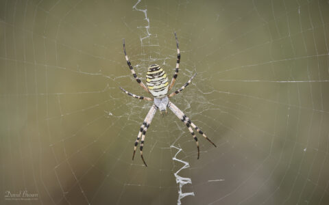 Wasp Spider at Silverlake, 12th August 2025.