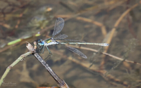 Emerald Damselfly at Silverlake, 15th August 2025