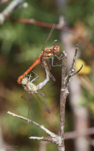 Common Darter at Silverlake, 15th August 2025