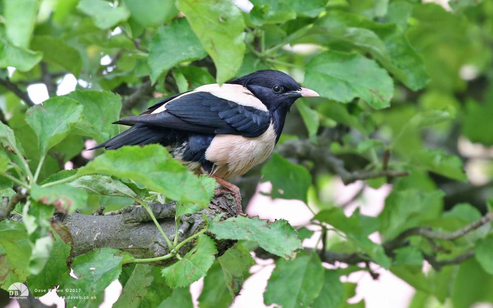 Rose-coloured Starling at Billingham, 13th June 2017