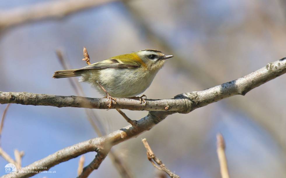 Firecrest at Hartlepool Headland, 7th April 2015