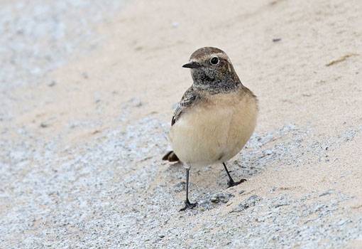 Pied Wheatear at Redcar