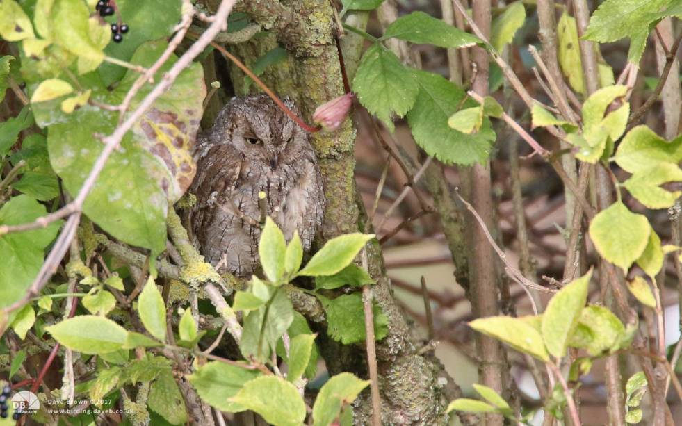 Eurasian Scops Owl at Ryhope, 30th September 2017