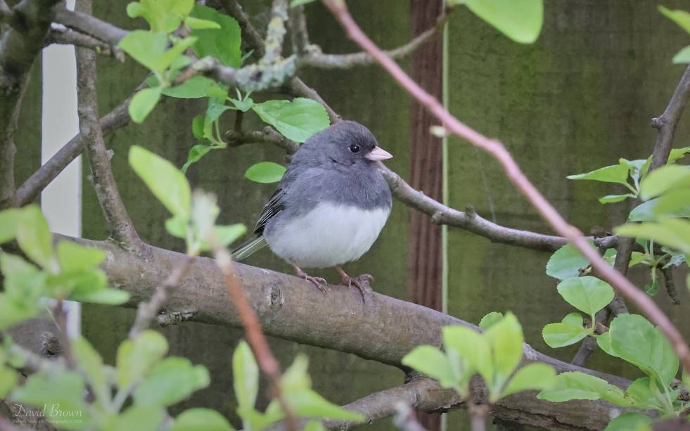 Dark-eyed Junco