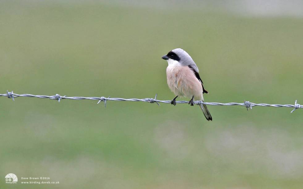 Lesser Grey Shrike at Long Nanny, 5th June 2008