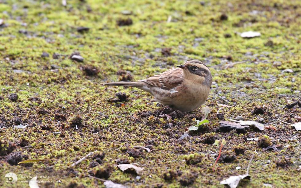 Siberian Accentor at Easington, 14th October 2016
