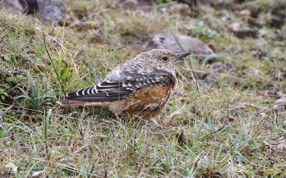 Rock Thrush at Blorenge in Gwent, 22nd October 2017
