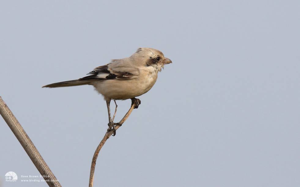 Steppe Grey Shrike at Grainthorpe, 8th November 2008