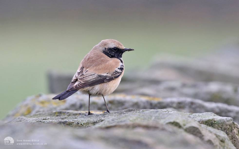 Desert Wheatear at Whitby, 4th January 2018