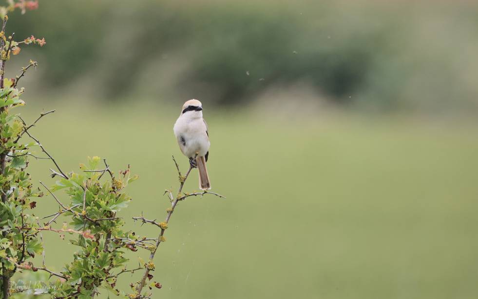 Red-tailed (Turkestan) Shrike at Bempton, 30th June 2022