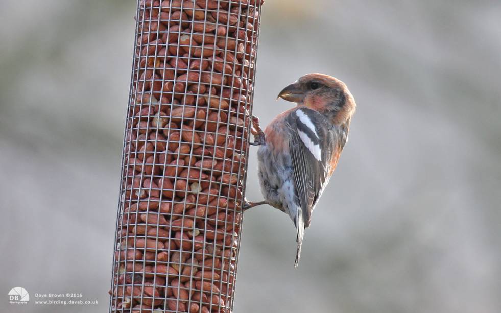 Two-barred Crossbill at Bilsdale, 9th November 2008