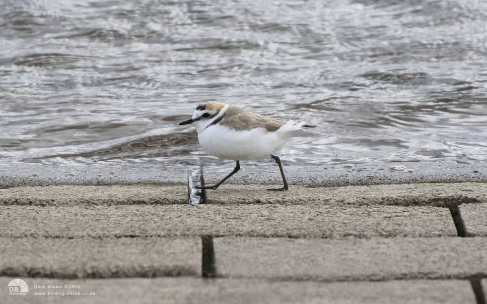 Kentish Plover at Audenshaw Reservoir, 26th April 2016