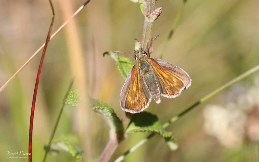 Lulworth Skipper at Portland