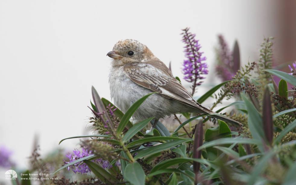 Woodchat Shrike at Hartlepool Headland, 2nd October 2010