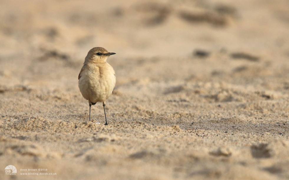 Isabelline Wheatear at Seaton Snook, 24th November 2014