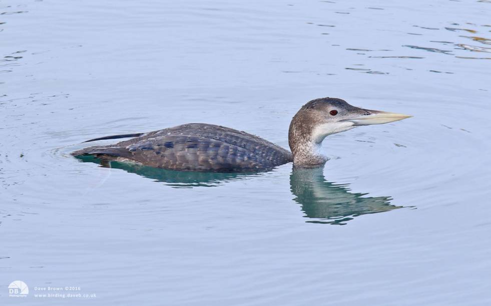 White-billed Diver at Brixham, 28th December 2013
