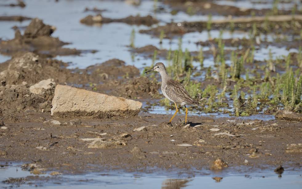 Lesser Yellowlegs
